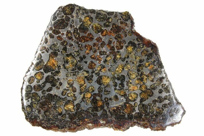 Polished Sericho Pallasite Meteorite ( g) Slice - Kenya #259255